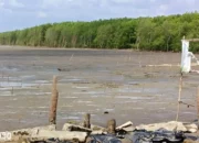 Terpaan Badai: Nasib 500 Ribu Bibit Mangrove di Dipasena Banyak Mati