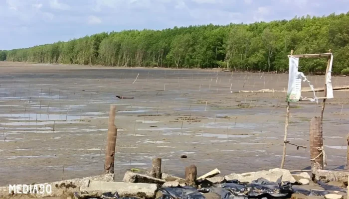 Terpaan Badai: Nasib 500 Ribu Bibit Mangrove di Dipasena Banyak Mati
