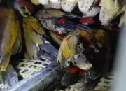 Balai Karantina Sita Ratusan Burung Dilindungi yang Dikirim Ilegal ke Jawa di Pelabuhan Bakauheni