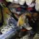 Dikirim Ilegal ke Jawa, Ratusan Burung Dilindungi Disita Balai Karantina di Pelabuhan Bakauheni