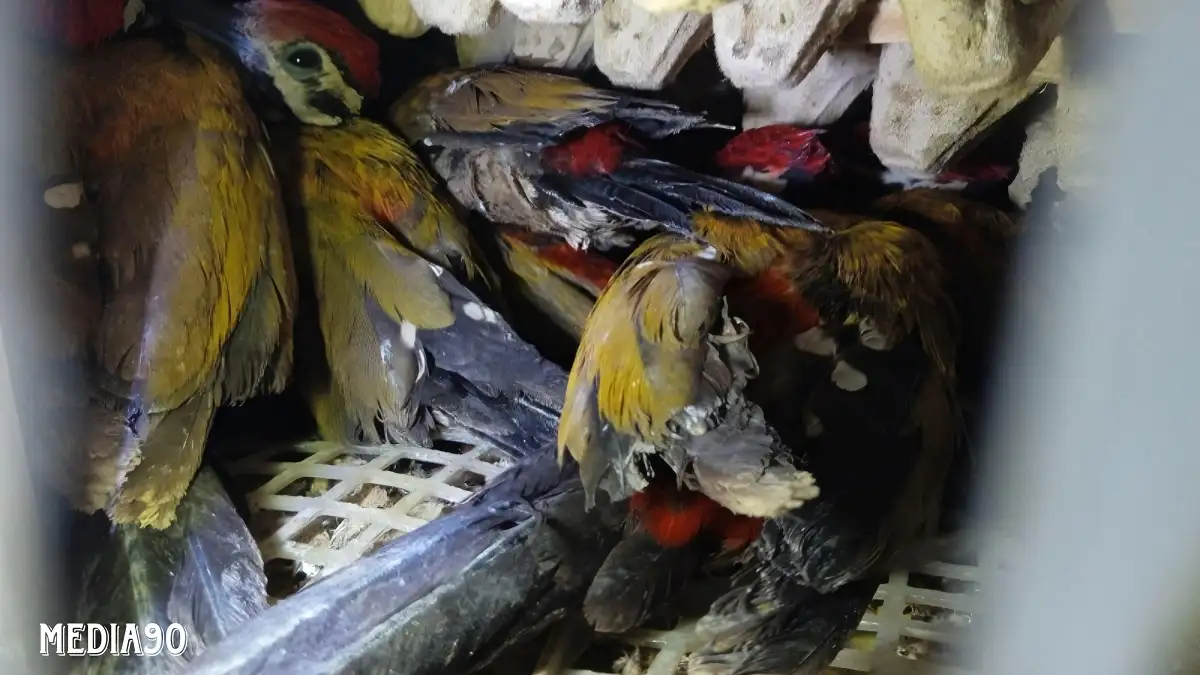 Dikirim Ilegal ke Jawa, Ratusan Burung Dilindungi Disita Balai Karantina di Pelabuhan Bakauheni