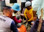 Buaya Muara yang Serang Dua Warga Sripurnomo Berhasil Ditangkap di Semaka Tanggamus