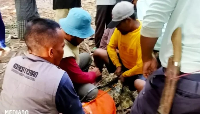 Buaya Muara yang Serang Dua Warga Sripurnomo Berhasil Ditangkap di Semaka Tanggamus