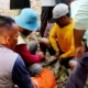 Dilaporkan Serang Dua warga Sripurnomo, Seekor Buaya Muara di Semaka Tanggamus Berhasil Ditangkap