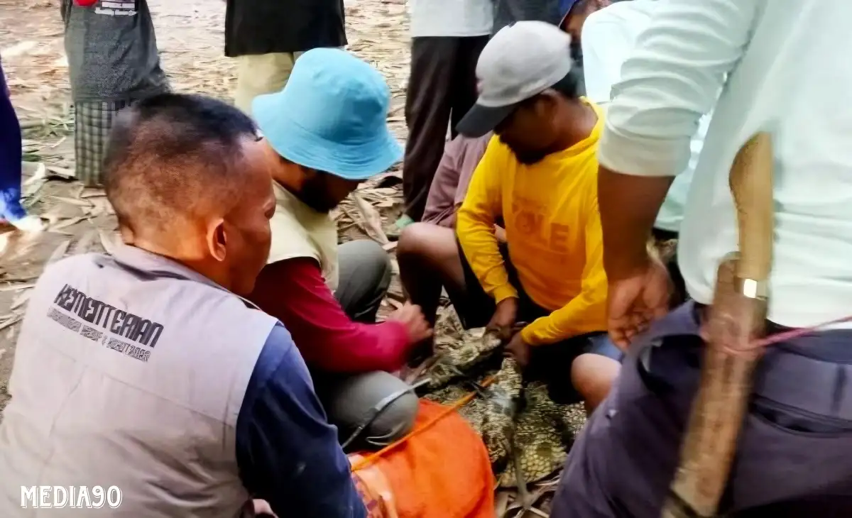 Dilaporkan Serang Dua warga Sripurnomo, Seekor Buaya Muara di Semaka Tanggamus Berhasil Ditangkap