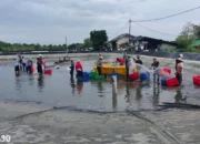 Meskipun Diterpa Bintik dan Leles, Petambak Bumi Dipasena Sejahtera Tulang Bawang Berhasil Panen 1,7 Ton Udang Vaname