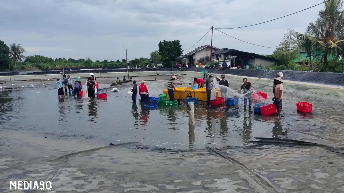 Diterpa Bintik Hingga Leles, Petambak Bumi Dipasena Sejahtera Tulang Bawang ini Sukses Panen 1,7 Ton Udang Vaname