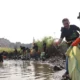 Hari Lingkungan Hidup, PLN Gandeng Mahasiswa Darmajaya Bersihkan Pantai Gunung Kunyit Bandar Lampung