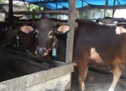 Untuk Mencegah Penyebaran Penyakit, Hewan Kurban di Lampung Harus Memiliki Sertifikat SKKH