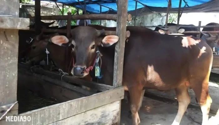 Untuk Mencegah Penyebaran Penyakit, Hewan Kurban di Lampung Harus Memiliki Sertifikat SKKH