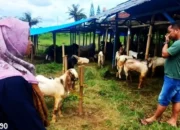Menjelang Iduladha, Pedagang Kambing Kurban di Bandar Lampung Mengeluh Sepinya Pembeli