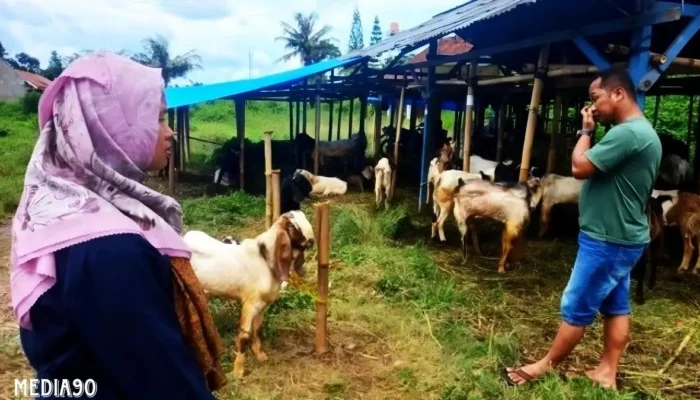 Menjelang Iduladha, Pedagang Kambing Kurban di Bandar Lampung Mengeluh Sepinya Pembeli