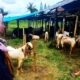 Jelang Iduladha Sepi Pembeli, Pedagang Kambing Kurban di Bandar Lampung Merana