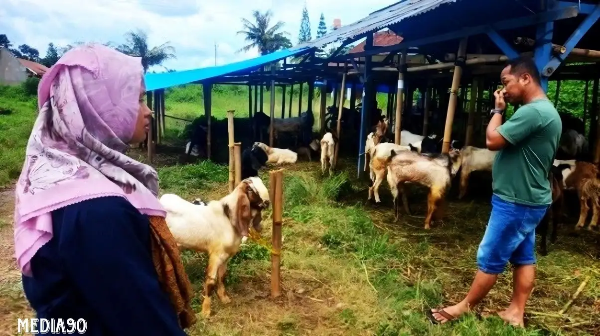 Jelang Iduladha Sepi Pembeli, Pedagang Kambing Kurban di Bandar Lampung Merana