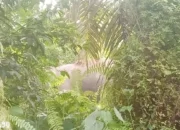 Permukiman Warga di Suoh Lampung Barat Diserbu Kawanan Gajah Liar, Rumah Hancur