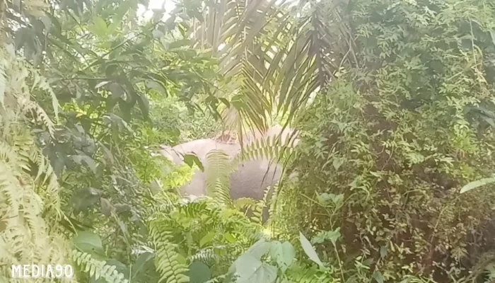 Permukiman Warga di Suoh Lampung Barat Diserbu Kawanan Gajah Liar, Rumah Hancur