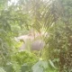 Kawanan Gajah Liar Serbu Permukiman Warga di Suoh Lampung Barat, Rumah Dirusak