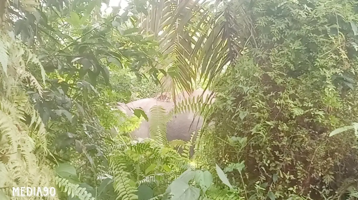 Kawanan Gajah Liar Serbu Permukiman Warga di Suoh Lampung Barat, Rumah Dirusak