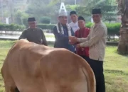 Kebajikan Lebaran: Pemkab Lampung Selatan Bagikan 39 Sapi dan Dua Kambing kepada Masyarakat