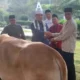 Lebaran Iduladha 2024, Pemkab Lampung Selatan Kurbankan 39 Sapi dan Dua Kambing ke Masyarakat