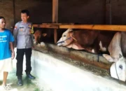 Polres Pringsewu Intensifies Patrols as Livestock Theft Surges Before Eid al-Adha