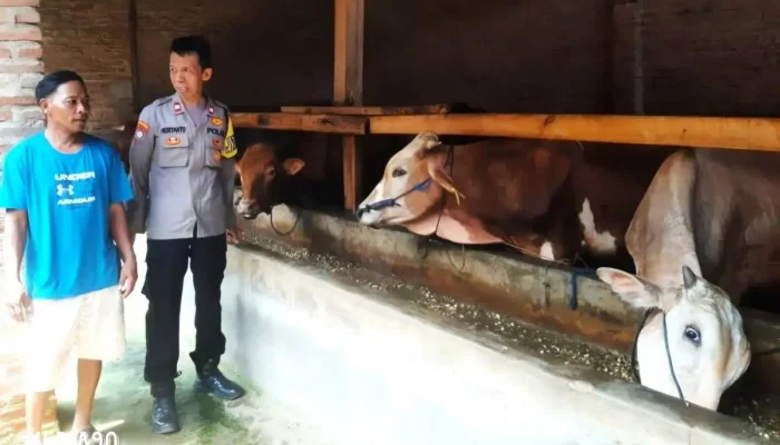 Polres Pringsewu Intensifies Patrols as Livestock Theft Surges Before Eid al-Adha
