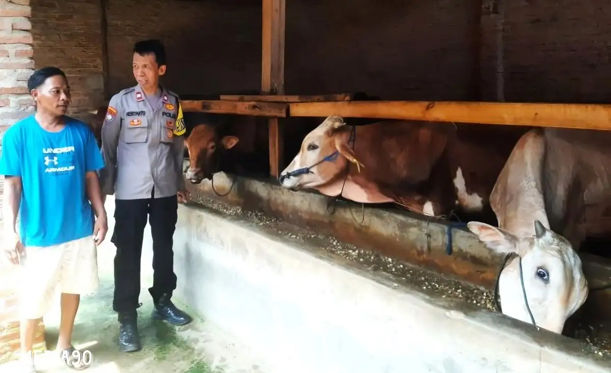 Marak Pencurian Sapi dan Kambing Jelang Iduladha, Polres Pringsewu Gencarkan Patroli ke Kandang