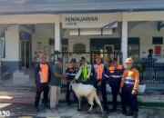 KAI Tanjungkarang Sumbangkan Daging Qurban: Empat Sapi dan 10 Kambing untuk Warga di Sekitar Jalur Kereta