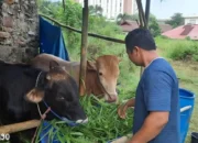 Pemkab Tanggamus Bersiap Sambut Iduladha dengan Ribuan Hewan Kurban