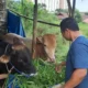 Pemkab Tanggamus Siapkan Ribuan Hewan Kurban Jelang Iduladha