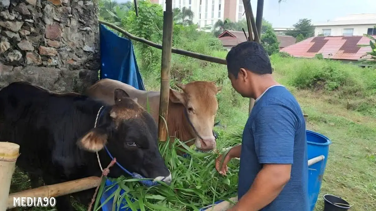 Pemkab Tanggamus Siapkan Ribuan Hewan Kurban Jelang Iduladha