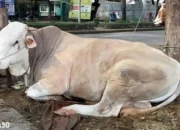 Pemkab Tubaba Sumbang Dua Ekor Sapi untuk Organisasi Pers