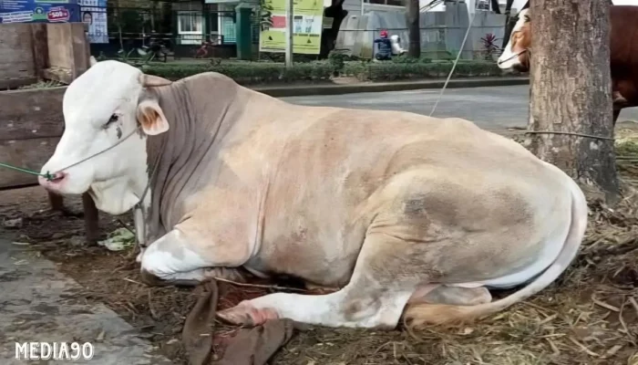 Pemkab Tubaba Sumbang Dua Ekor Sapi untuk Organisasi Pers