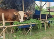 Kisah Unik: RPH di Bandar Lampung Baru Punya Dua Juleha, Simak Ceritanya!