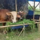 RPH di Bandar Lampung Baru Memiliki Dua Juleha