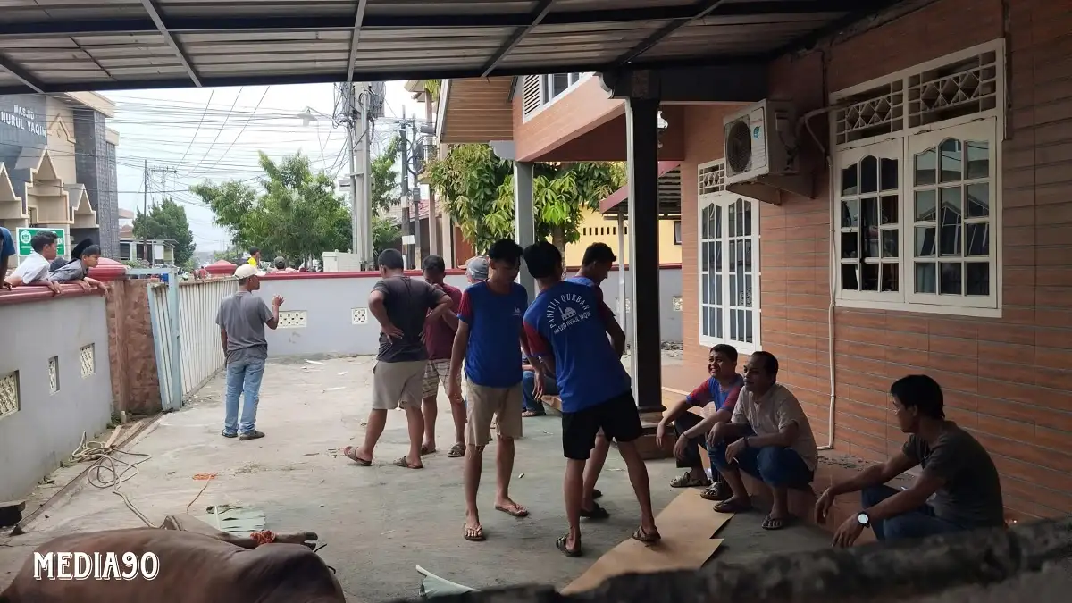 Sapi Ngamuk dan Tendang Panitia Kurban di Bandar Lampung Hingga Tak Sadarkan Diri