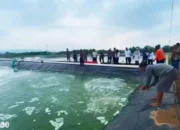 Bantuan Rp2,1 Miliar Gagal Selamatkan Budidaya Udang Vaname Lampung Timur dari Serangan White Spot