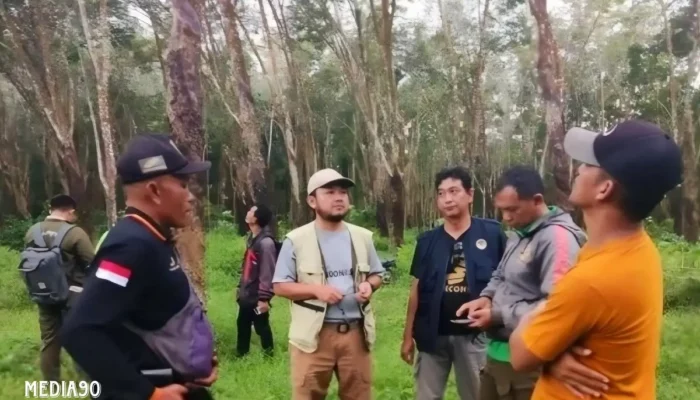Kucing Emas Misterius Masih Menghilang di Kebun PTPN VII Gedong Tataan Pesawaran: Tim Pencari Bergerak!