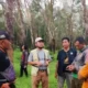 Tim Pencari Bergerak, Kucing Emas di Kebun PTPN VII Gedong Tataan Pesawaran Belum Ditemukan