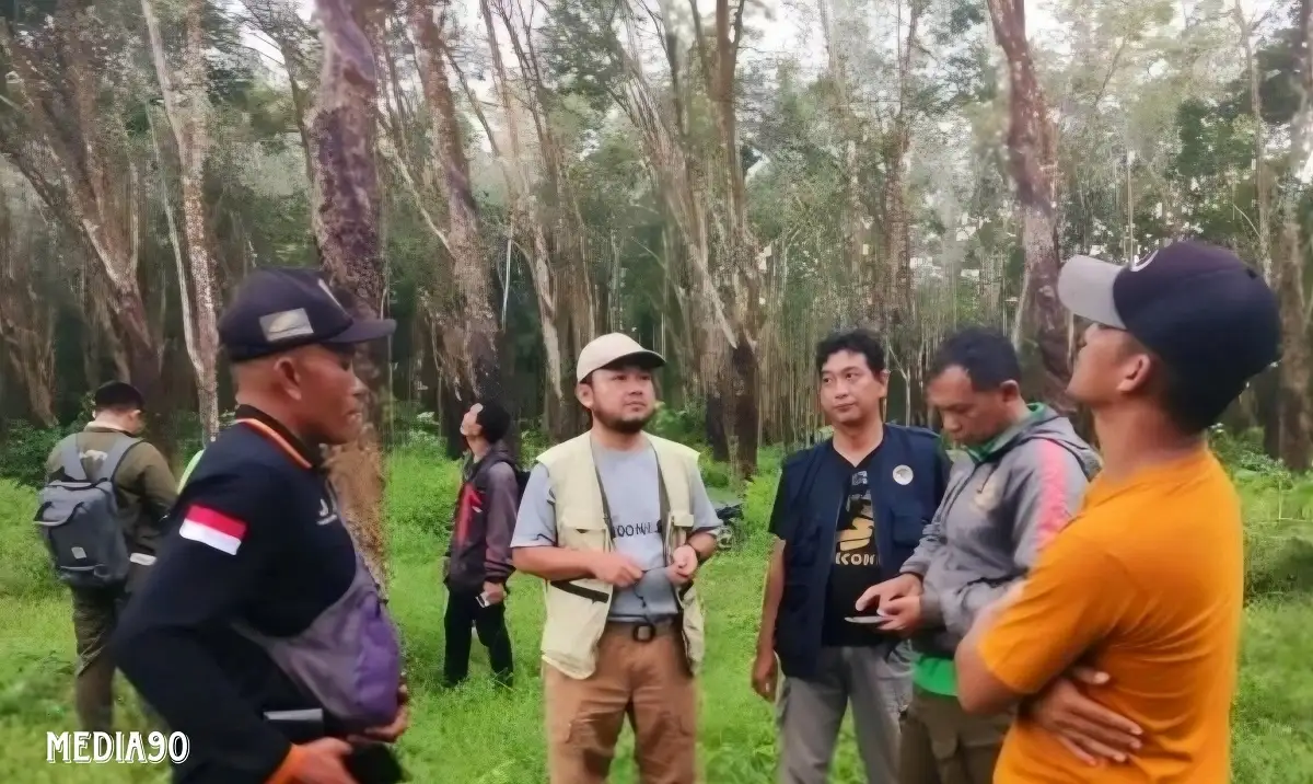 Tim Pencari Bergerak, Kucing Emas di Kebun PTPN VII Gedong Tataan Pesawaran Belum Ditemukan