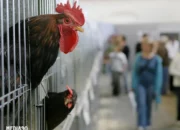 WHO Konfirmasi Infeksi Flu Burung pada Manusia di India