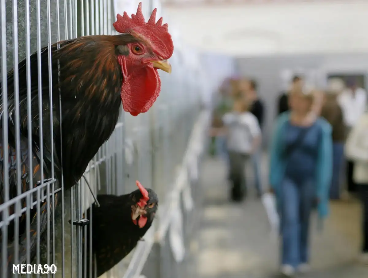WHO Konfirmasi Kasus Infeksi Flu Burung pada Manusia di India