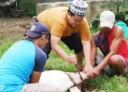 Perayaan Iduladha 1445 H: Yayasan Alfian Husin dan IIB Darmajaya Kurban 2 Sapi dan 6 Kambing