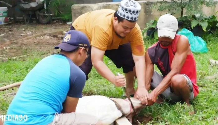 Perayaan Iduladha 1445 H: Yayasan Alfian Husin dan IIB Darmajaya Kurban 2 Sapi dan 6 Kambing