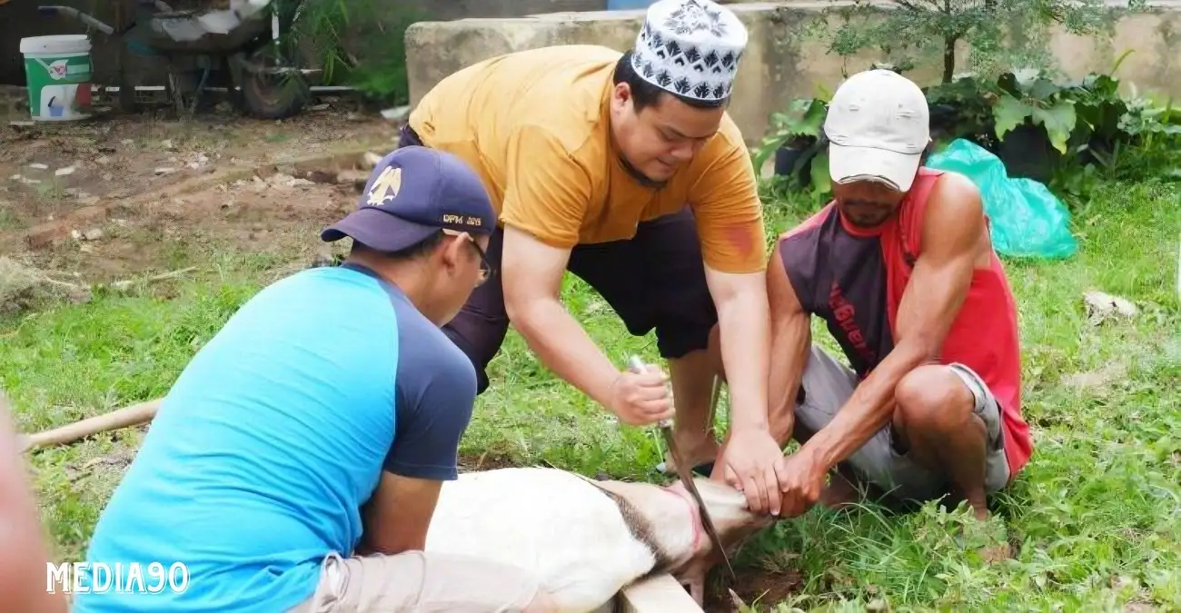 Yayasan Alfian Husin dan IIB Darmajaya Sembelih 2 Sapi dan 6 Kambing Iduladha 1445 H