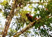Mengenal Kucing Emas: Satwa Dilindungi yang Hebohkan Warga di Kebun PTPN VII Gedong Tataan Pesawaran
