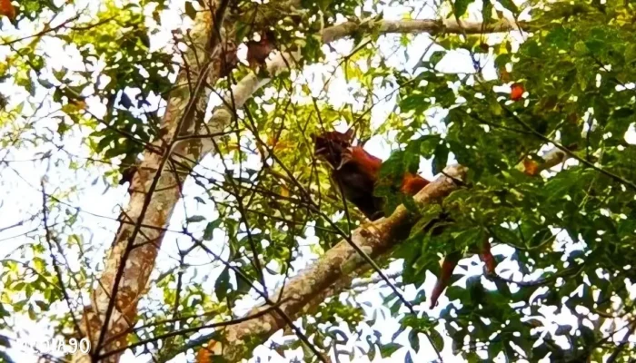 Mengenal Kucing Emas: Satwa Dilindungi yang Hebohkan Warga di Kebun PTPN VII Gedong Tataan Pesawaran