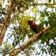 Yuk, Kenali Kucing Emas, Satwa Dilindungi yang Gegerkan Warga di Kebun PTPN VII Gedong Tataan Pesawaran
