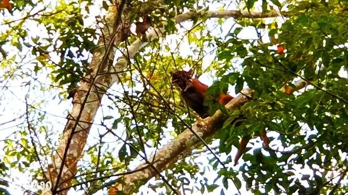 Yuk, Kenali Kucing Emas, Satwa Dilindungi yang Gegerkan Warga di Kebun PTPN VII Gedong Tataan Pesawaran