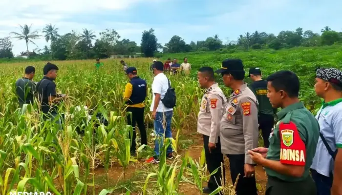 Penemuan Tragis: Mayat Perempuan dalam Karung di Ladang Jagung Labuhan Ratu, Lampung Timur